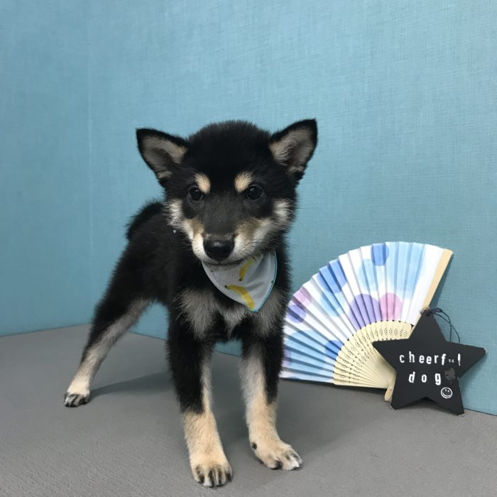 下　りくくん