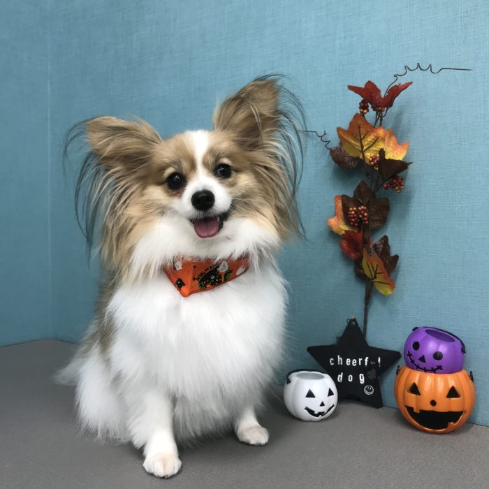 ゆずちゃん（パピヨン）