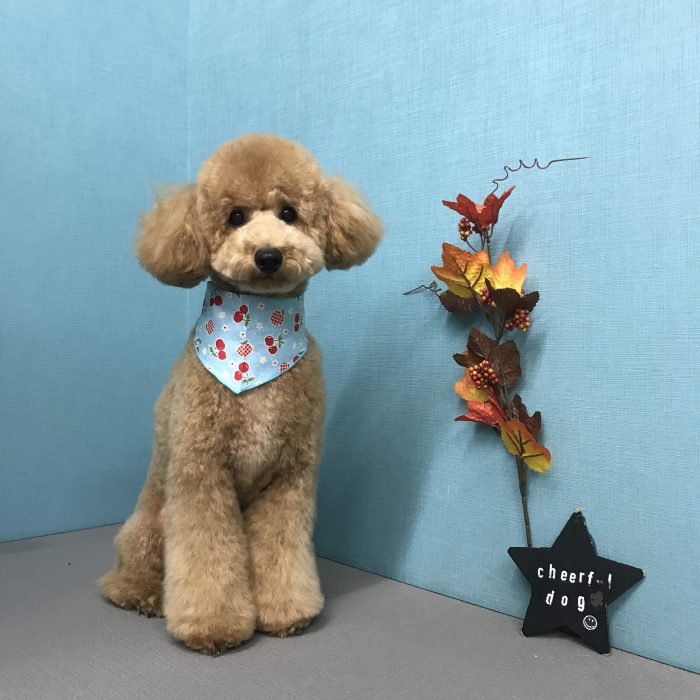 コロンくん（トイプードル）