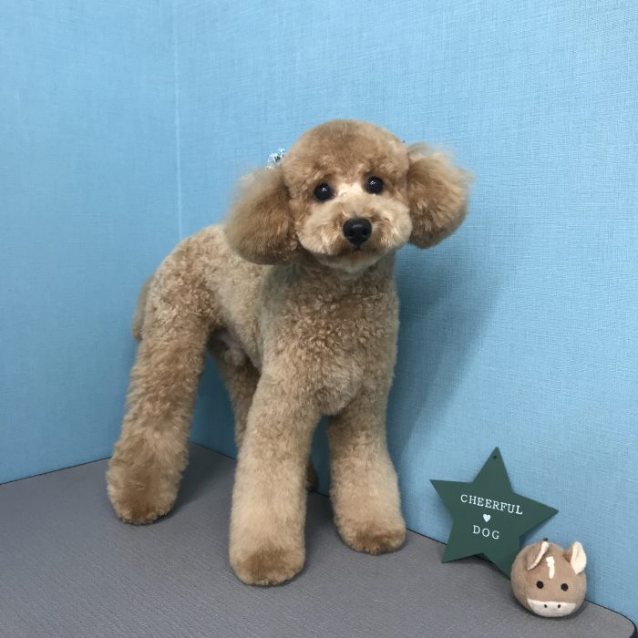 コロンくん（トイプードル）