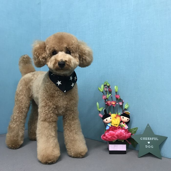 コロンくん（トイプードル）