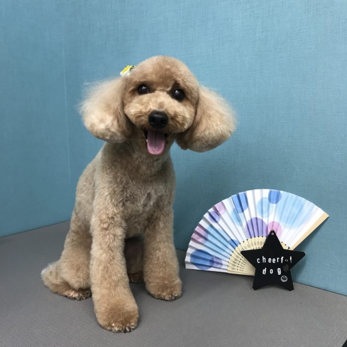 八木　ココアくん