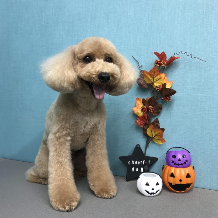 八木　ココアくん