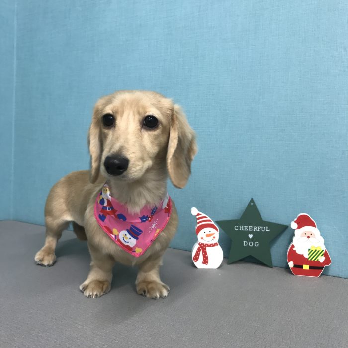 宮田　らなちゃん