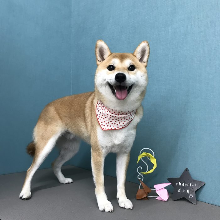 端　リンちゃん