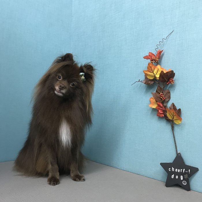 橋本　チョコくん