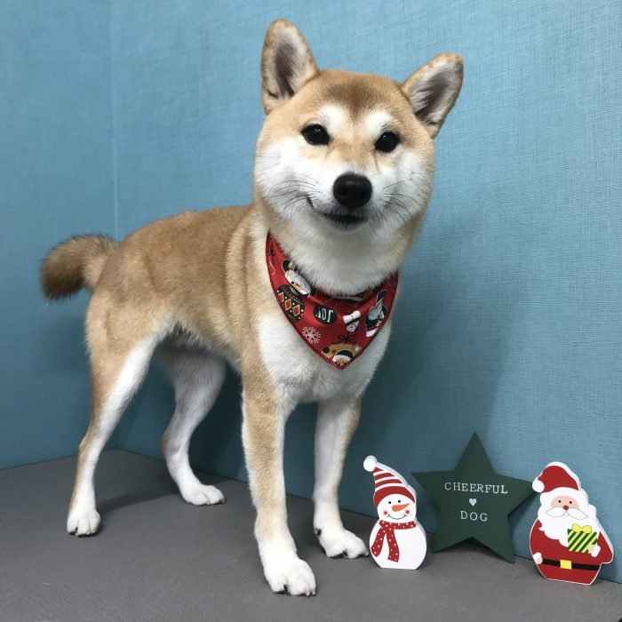 端　リンちゃん