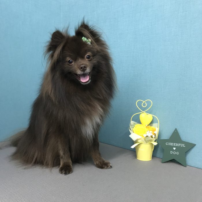 橋本　チョコくん