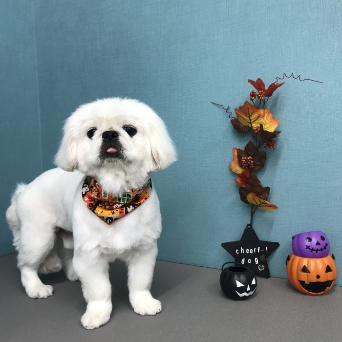 山本　ベルくん