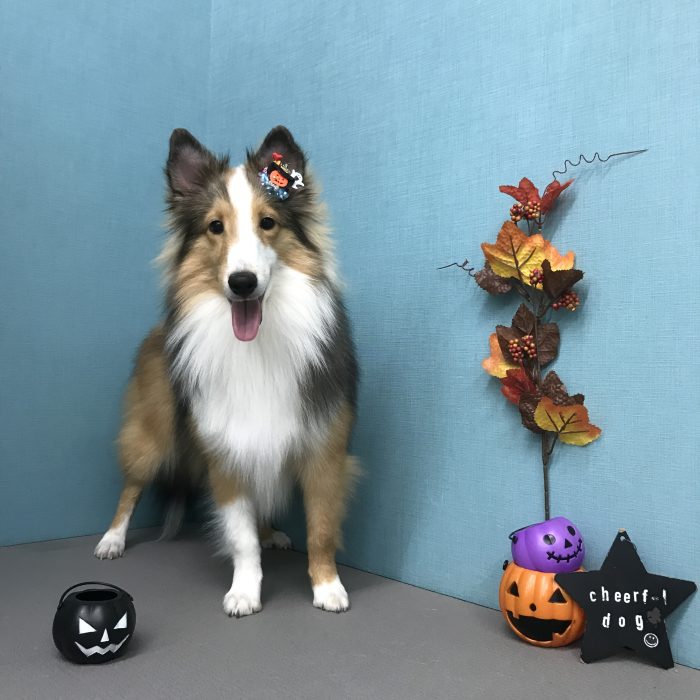 宙楽ちゃん（シェルティ）