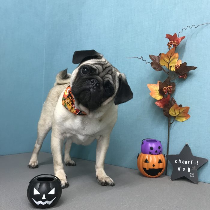 深川　てんくん