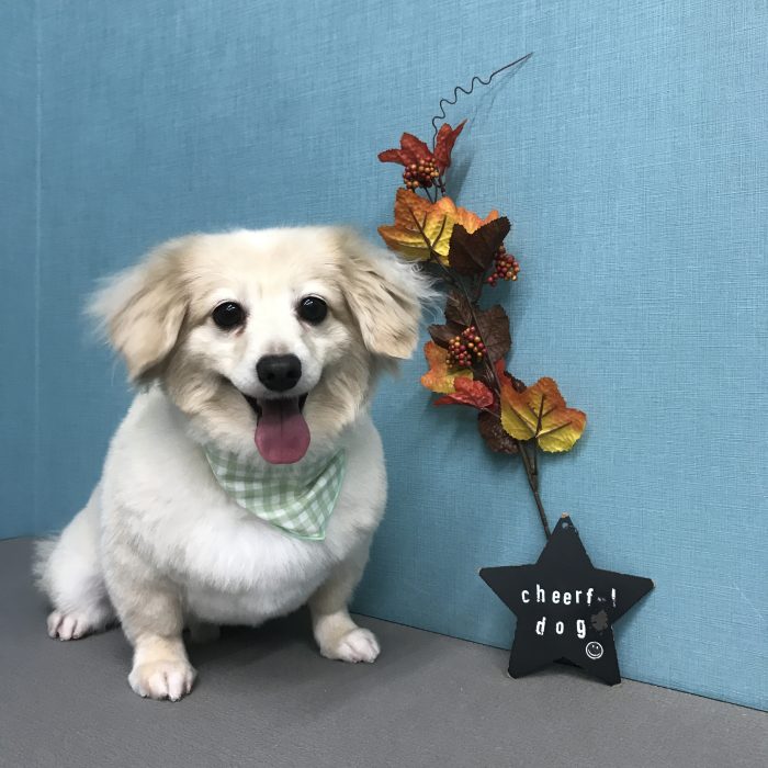 ハルくん（ミックス）