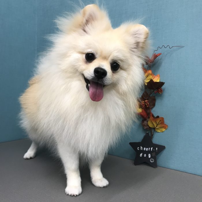 モコくん（ポメラニアン）