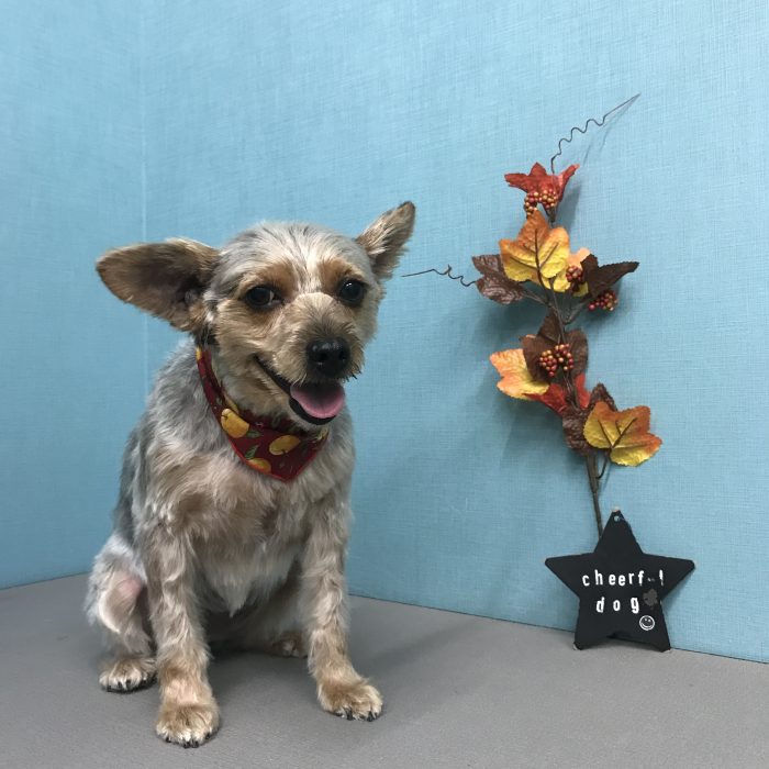 コロちゃん（ミックス）