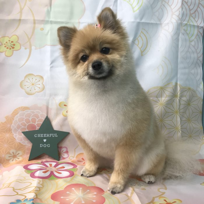 織田　リリちゃん