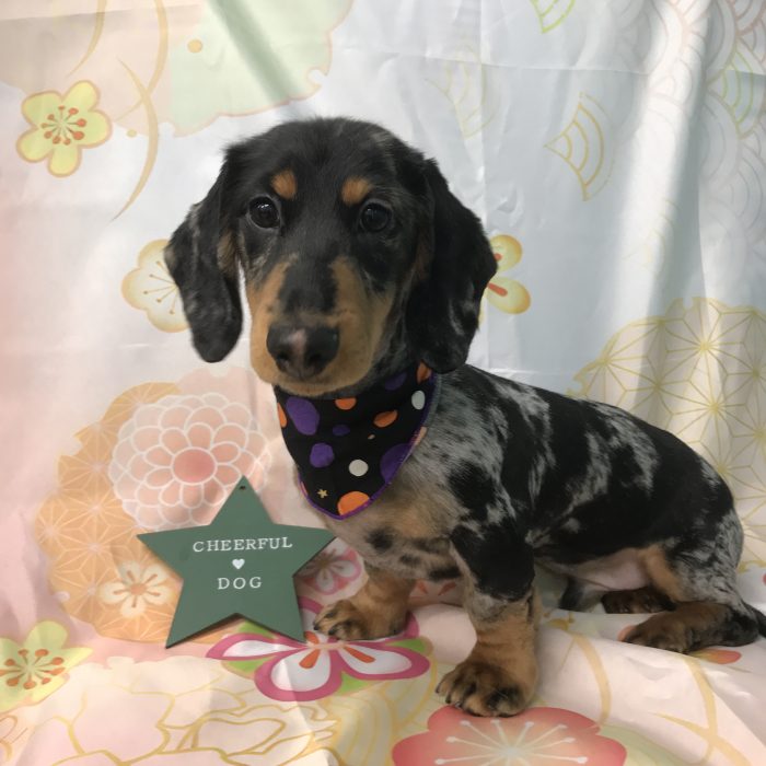 むぎくん（ダックス）