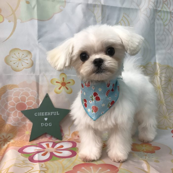 山元　ここくん