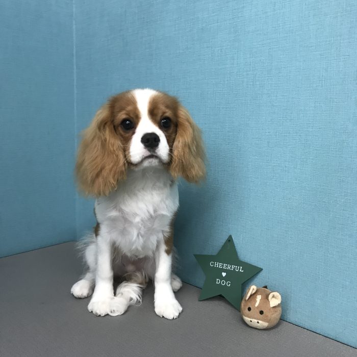 八木　ミルキーくん