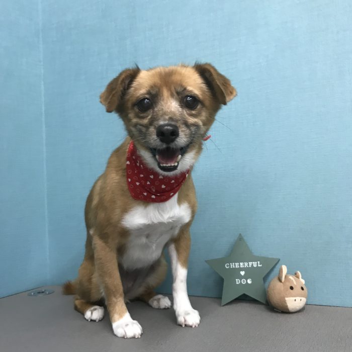 ＢＲＡＷＮＹちゃん（ミックス）