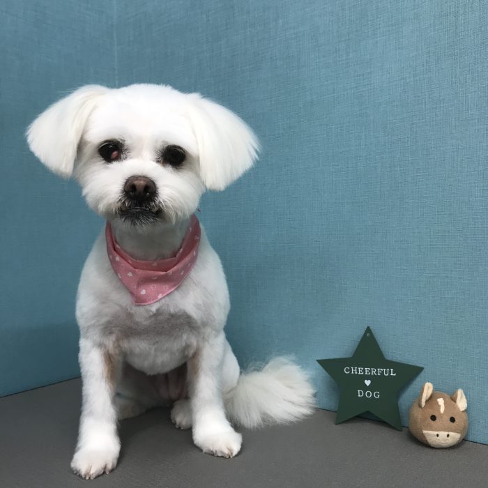 ＯＲＡＦちゃん（ミックス）