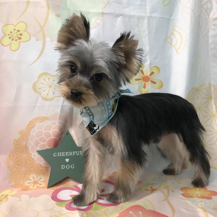 てんくん（ヨーキー）