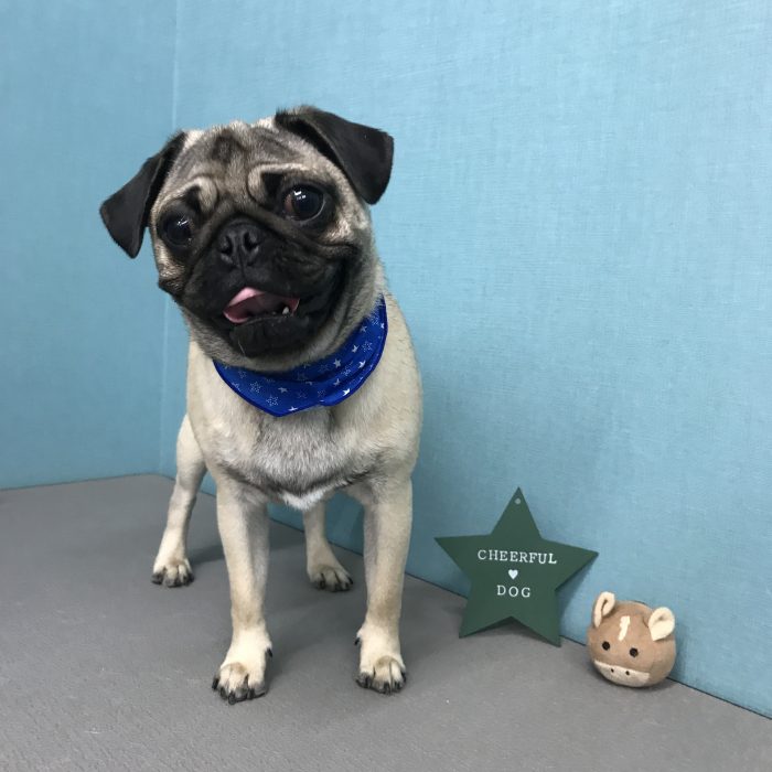 ポン太くん（パグ）