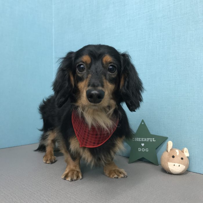 平川　こまちくん