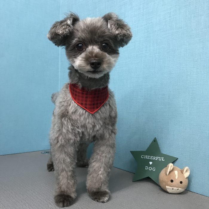 こむぎちゃん（トイプードル）