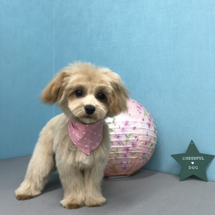 平村　モネちゃん